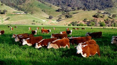Beef Sector Collaborates on New Principles for Sustainable Beef Farming