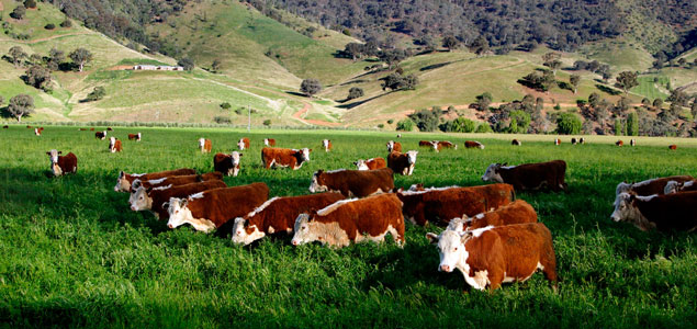 Beef Sector Collaborates on New Principles for Sustainable Beef Farming