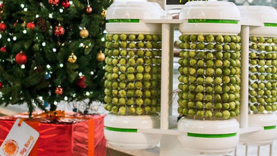 World's First 'Brussels Sprout Battery' Lighting Up UK Christmas Tree