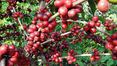 How Green Is Your Coffee? New PCR Standardizes GHG Calculation for Coffee Production
