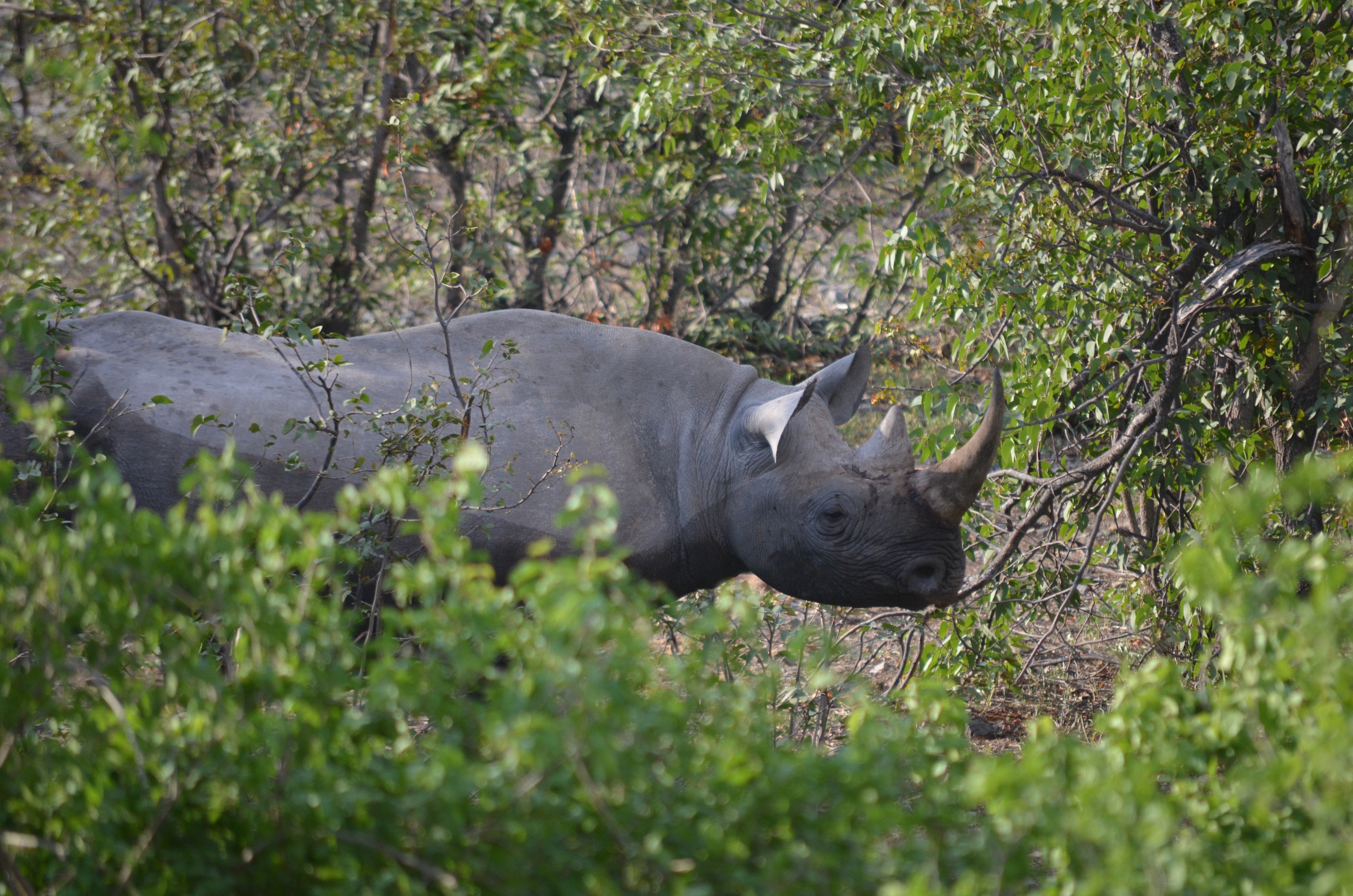 Cisco Expanding Connected Conservation in 2018