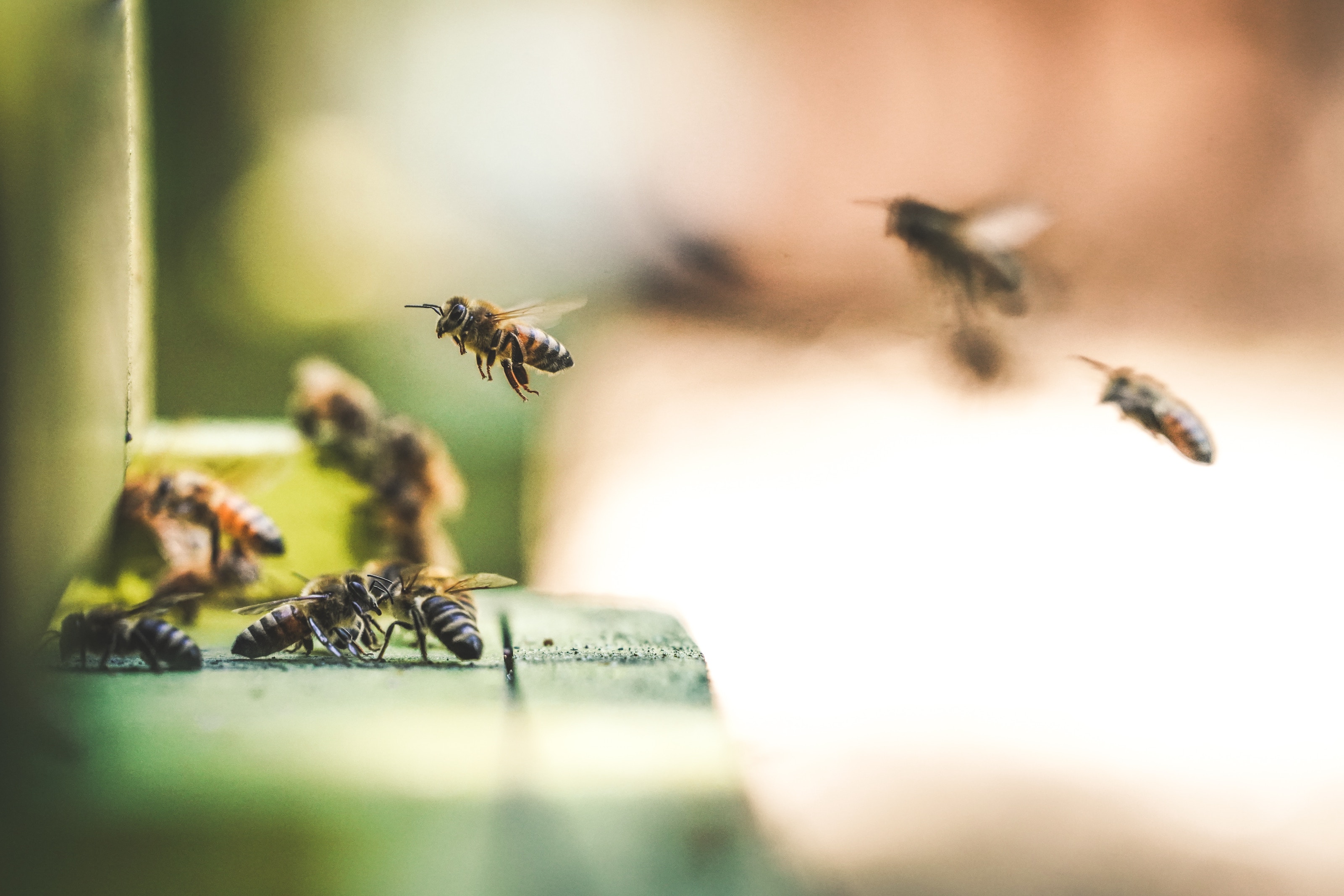 New Workers in Town: Ford Launches Beekeeping Program, Adding Six Honeybee Hives at World Headquarters