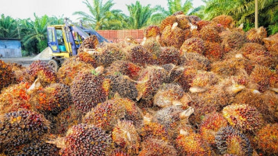 Unilever Suspends Sourcing from Indonesian Palm Oil Supplier Amid Deforestation Allegations