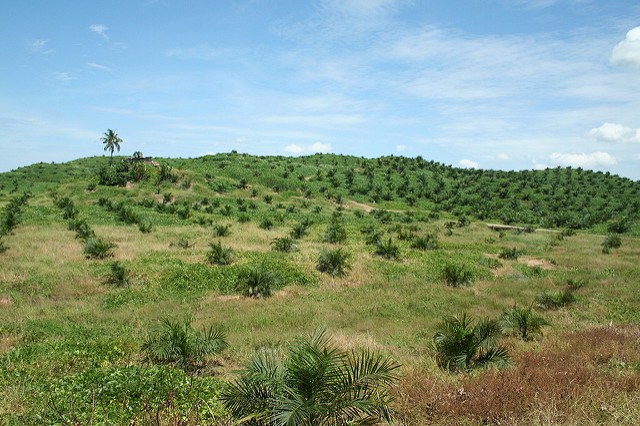 PepsiCo Reports Continued Progress Towards Goal of 100 Percent Sustainable Palm Oil