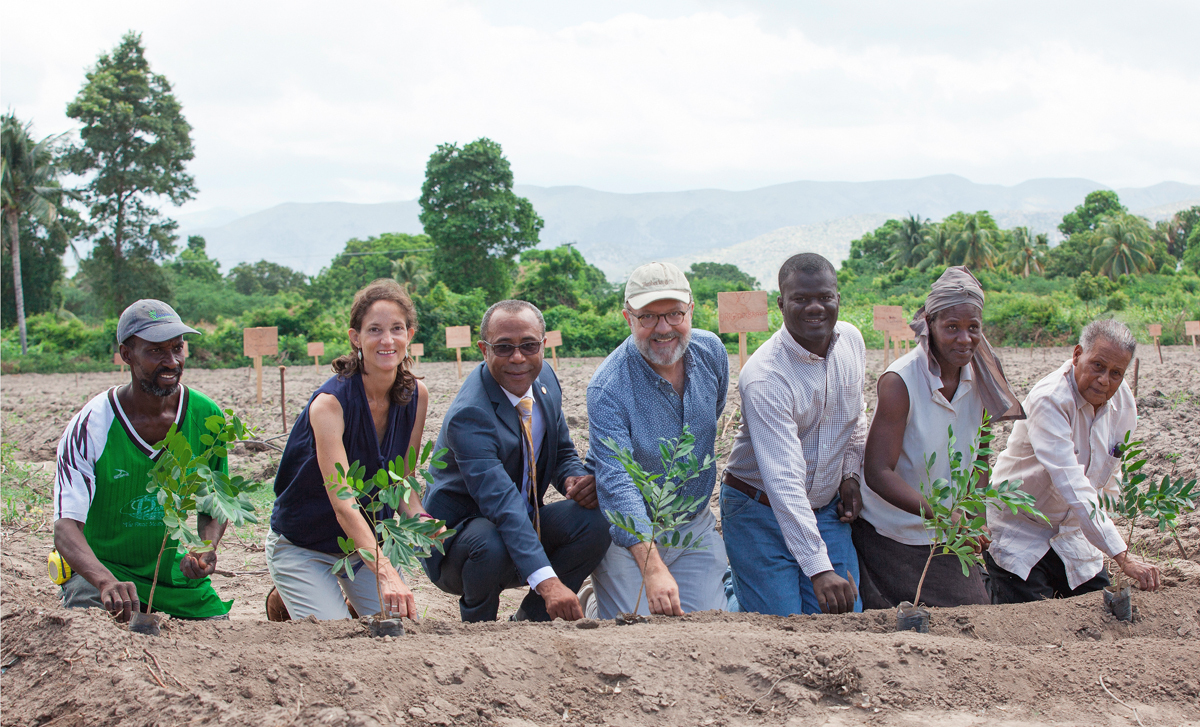 Connecting Cotton and Trees Signals Hope for Farmers in Haiti