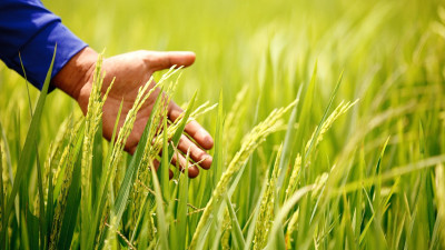 New BASF Rice Knowledge Center to help farmers in Asia boost yields and reduce emissions