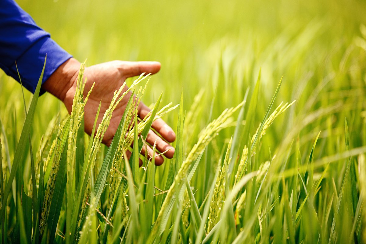 New BASF Rice Knowledge Center to help farmers in Asia boost yields and reduce emissions