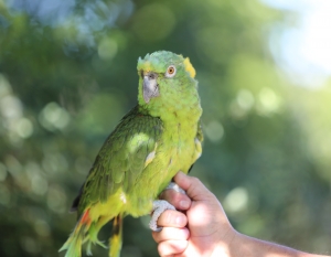 Feathered Friend Helps Launch Green Career