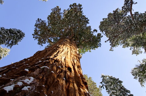 Arbor Day Foundation: Planting Trees and Inspiration