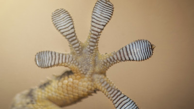 Looking to the Gecko for Answers: Ford to Seek Solutions by Mimicking Nature