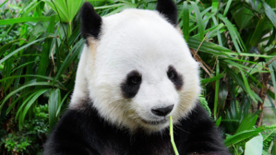 WWF China, South Pole Carbon and Climate Friendly support Panda habitat