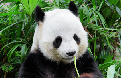 WWF China, South Pole Carbon and Climate Friendly support Panda habitat