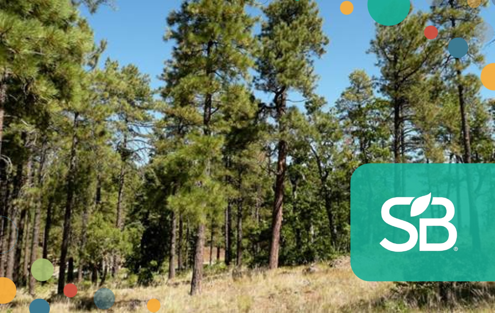 Study reveals economic benefits of forest thinning Sustainable Brands