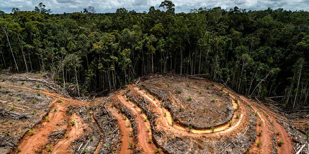 World's Largest Palm Oil Trader Gives Forest Destroyers Nowhere to Hide