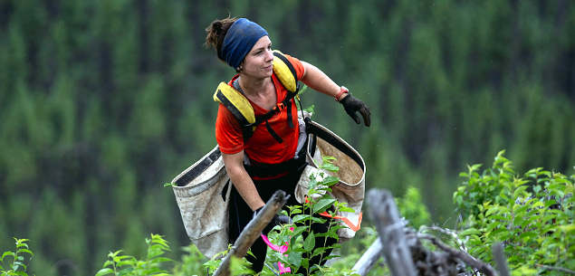 How Businesses Are Stepping Up to Reforest California