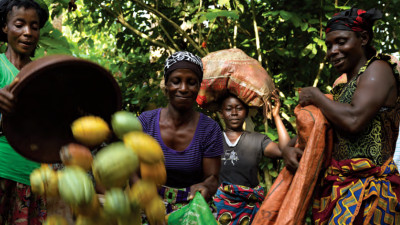 Living Incomes for Farmers Key to Ensuring Sustainability of Cocoa