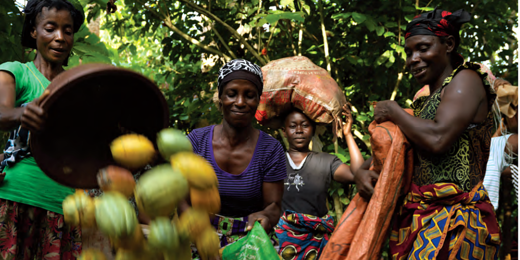 Living Incomes for Farmers Key to Ensuring Sustainability of Cocoa