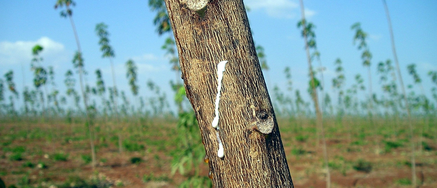 New Platform to Help Rubber Industry Address Environmental Damage