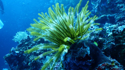 Algae as a Replacement for Marine Resources is Gaining Market Acceptance