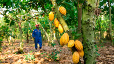 Hershey Announces Action Plans To Protect And Restore Forests In Cocoa Growing Region