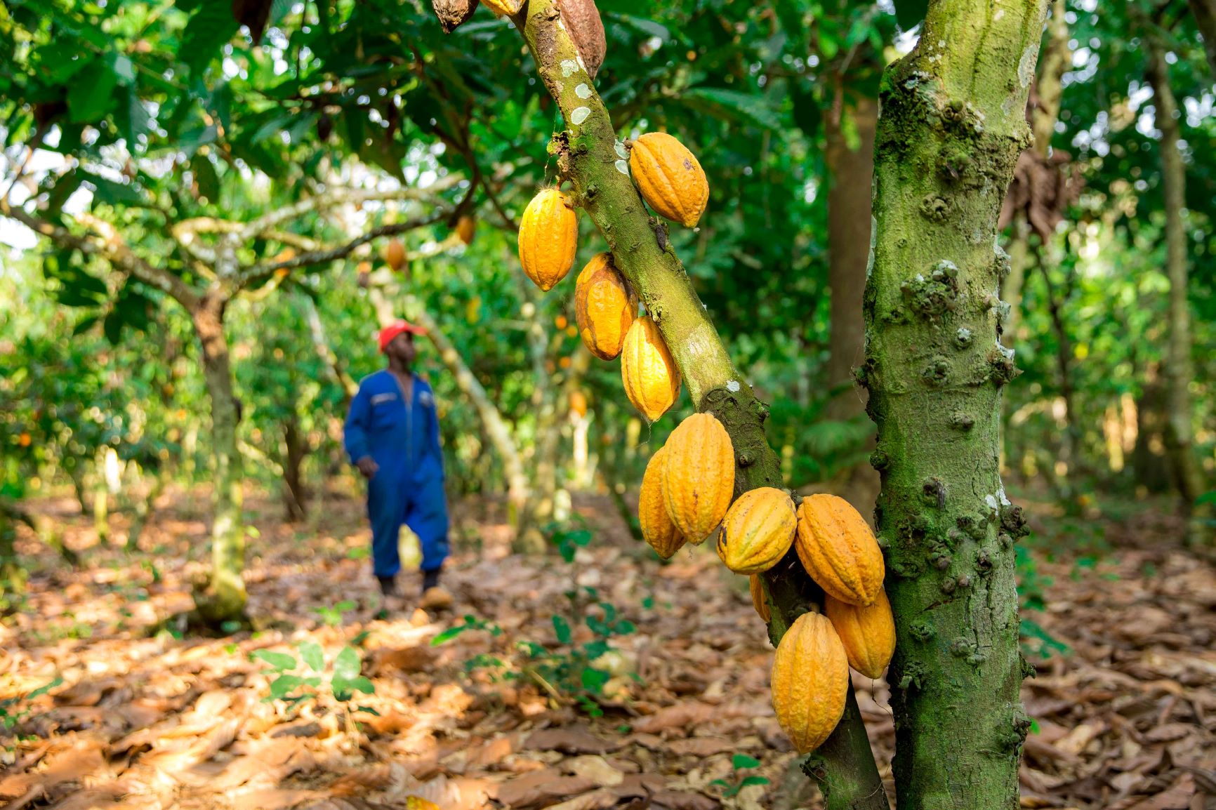 Hershey Announces Action Plans To Protect And Restore Forests In Cocoa Growing Region