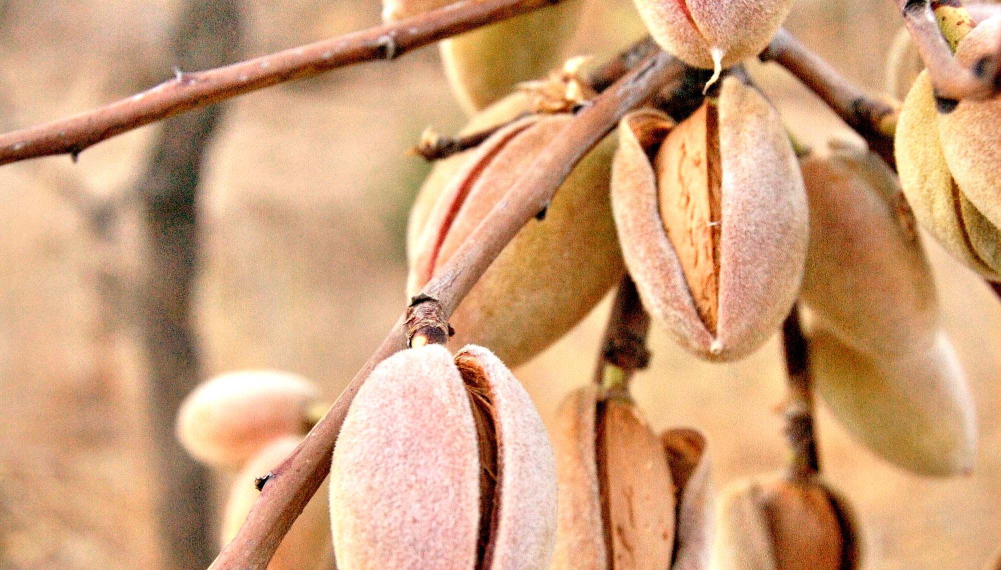 Beer, Plastic, Insect Feed: Almonds Find Unexpected Uses in Journey to Zero Waste