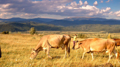 Timberland, Wrangler, VF Foundation Support Regenerative Ranching Research