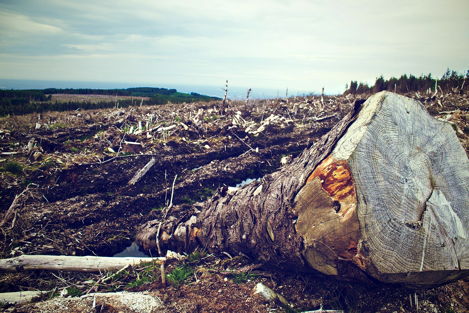 Business for Nature: Our Economy, Wellbeing Depend on Restoring Biodiversity