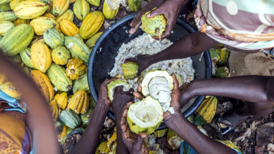 Can a Mobile App Help Barry Callebaut Eradicate Poverty in the Cocoa Supply Chain?