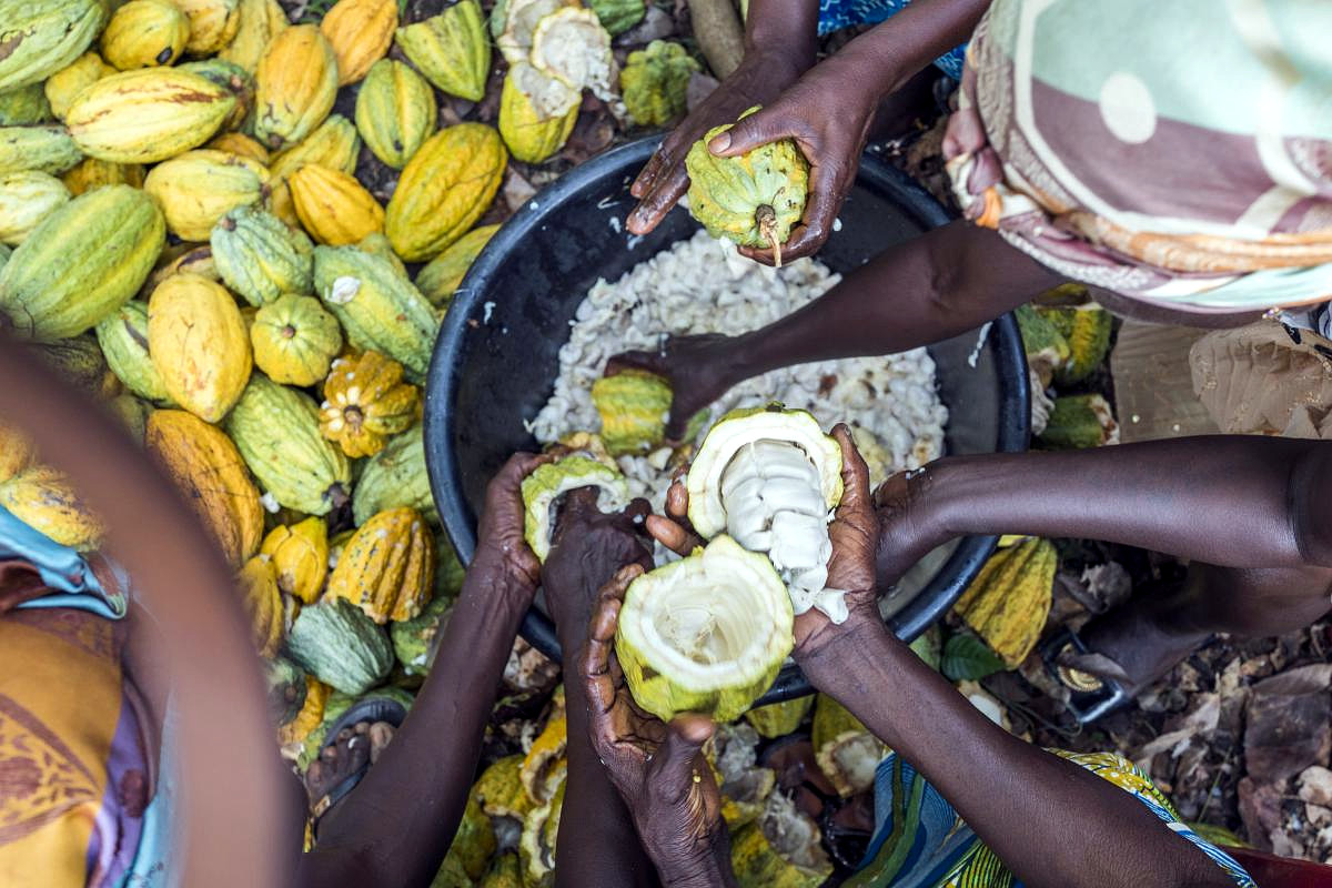 Can a Mobile App Help Barry Callebaut Eradicate Poverty in the Cocoa Supply Chain?