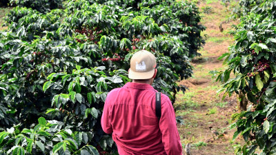 A 100-Year Journey: Achieving Sustainability for All in the Coffee Industry