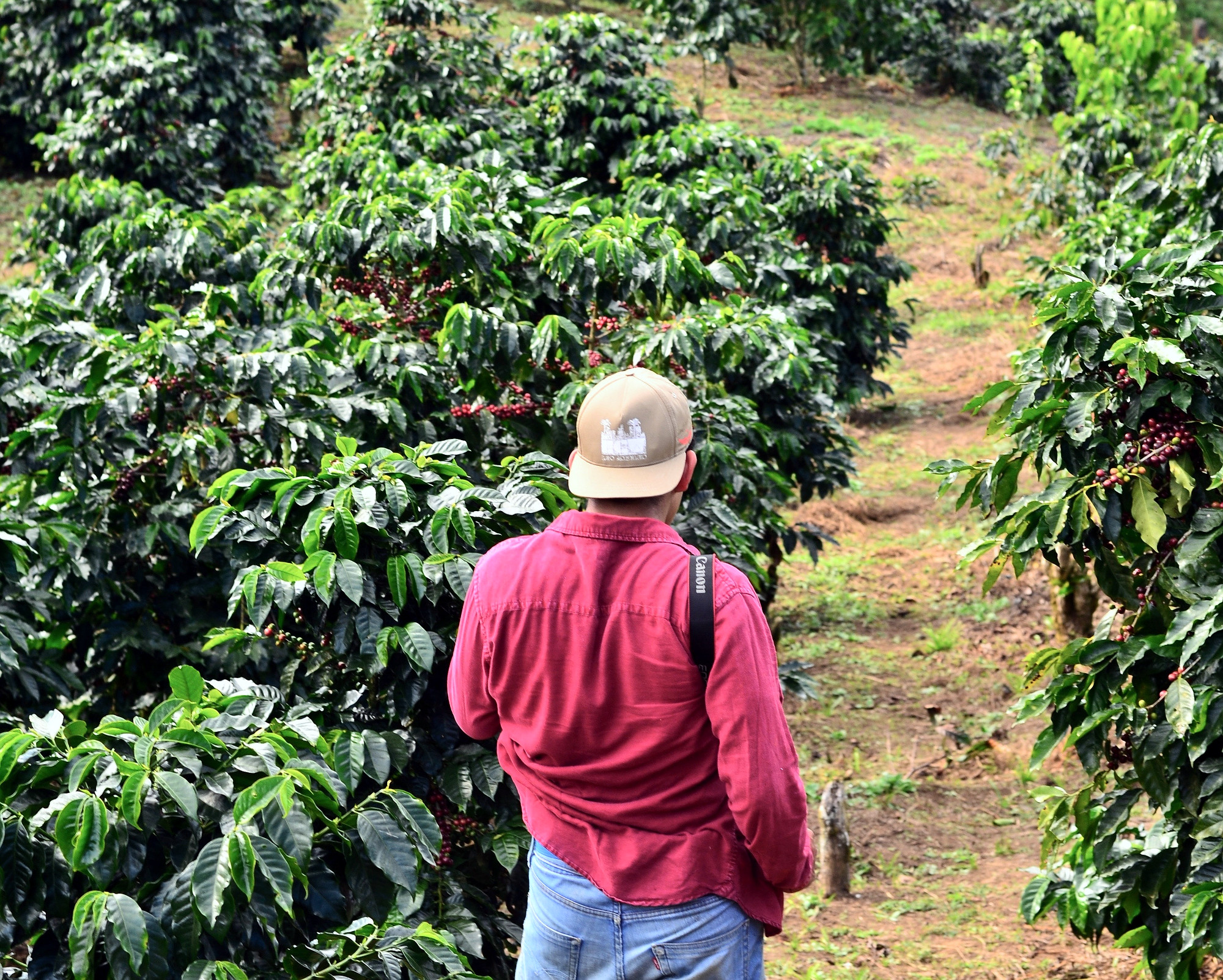 A 100-Year Journey: Achieving Sustainability for All in the Coffee Industry