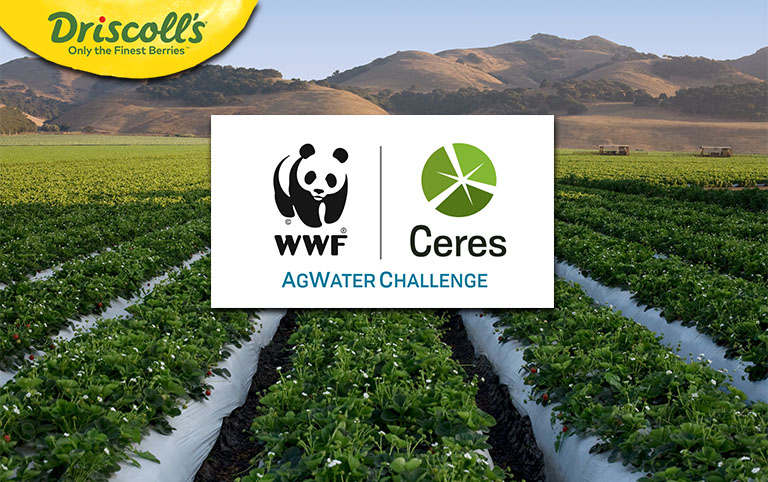 Driscoll's Joins the Ceres-WWF AgWater Challenge