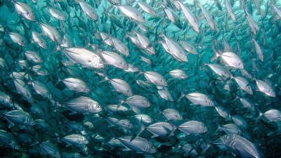 Harnessing Business Purpose to Safeguard Our Oceans