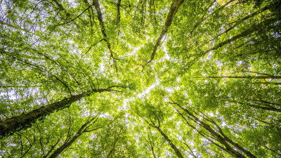 Tetra Pak Scores Double ‘A’ by CDP for Leading Efforts Against Climate Change and Protecting Forests