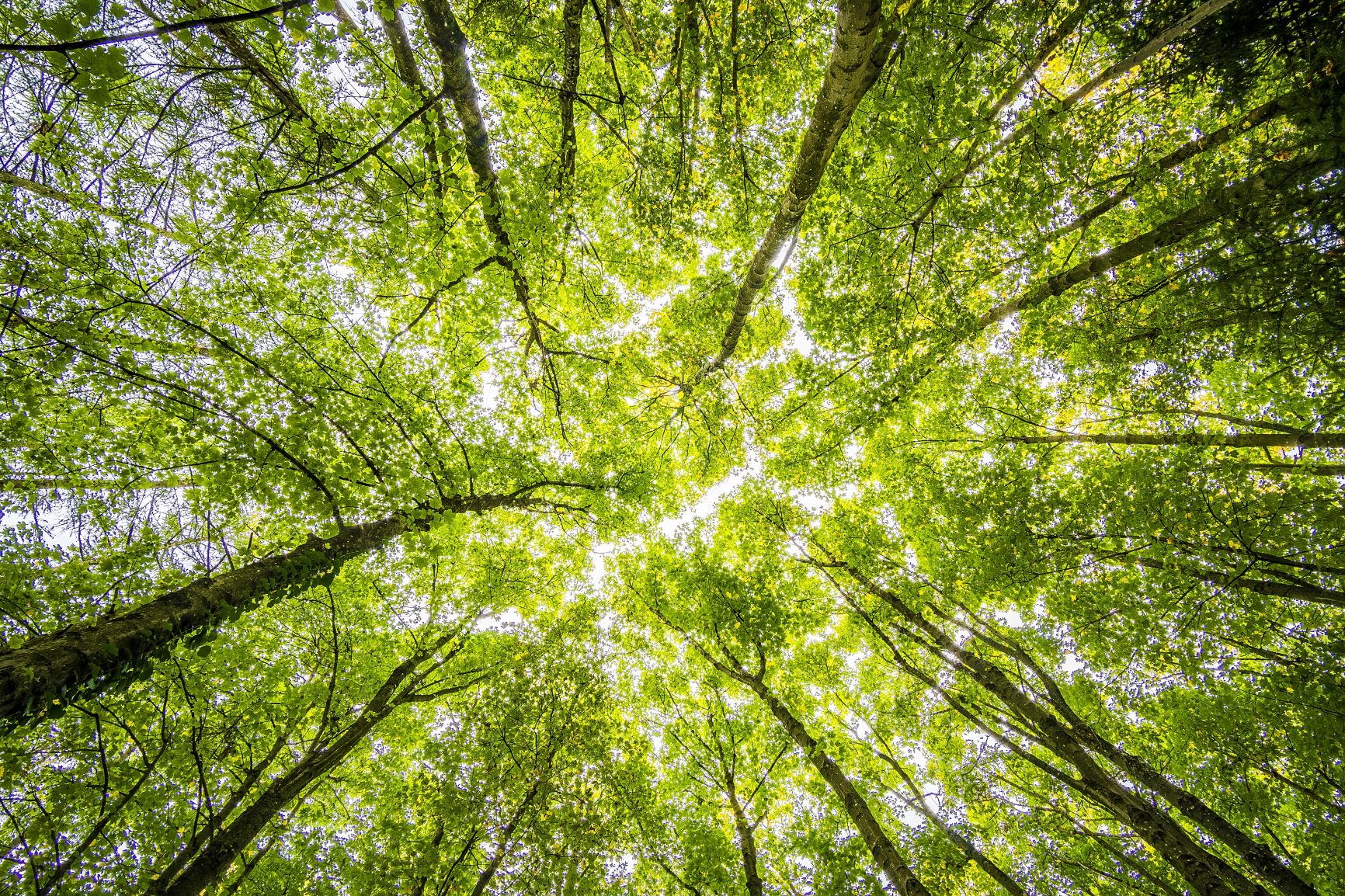 Tetra Pak Scores Double ‘A’ by CDP for Leading Efforts Against Climate Change and Protecting Forests