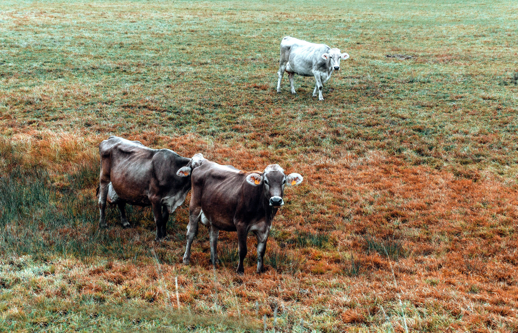 New Tool Shows Billions at Stake in Meat Sector Due to Climate Concerns