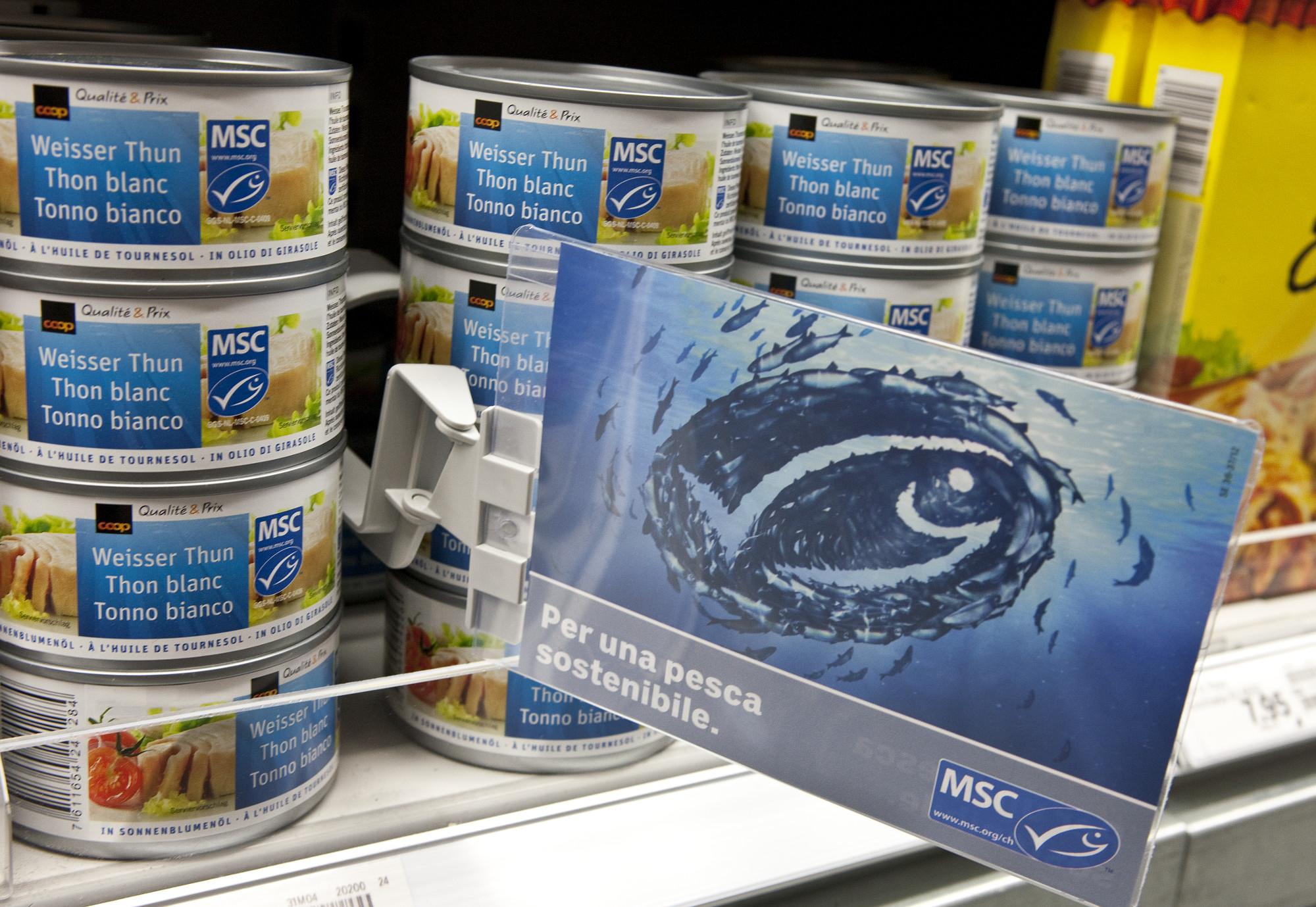 MSC Report Shows Sustainable Tuna Success as Global Demand Soars