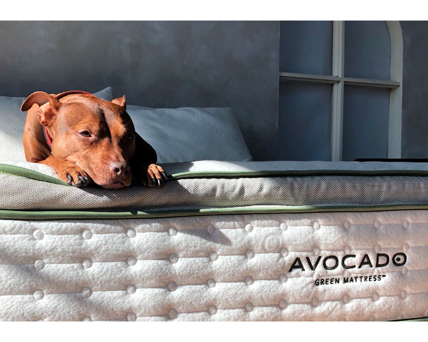 Carbon-Negative Avocado Green Mattress Supports Dreams of Regeneration