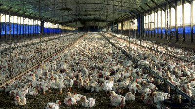 Financial Future for Factory Farms Looks Grim, Post-COVID