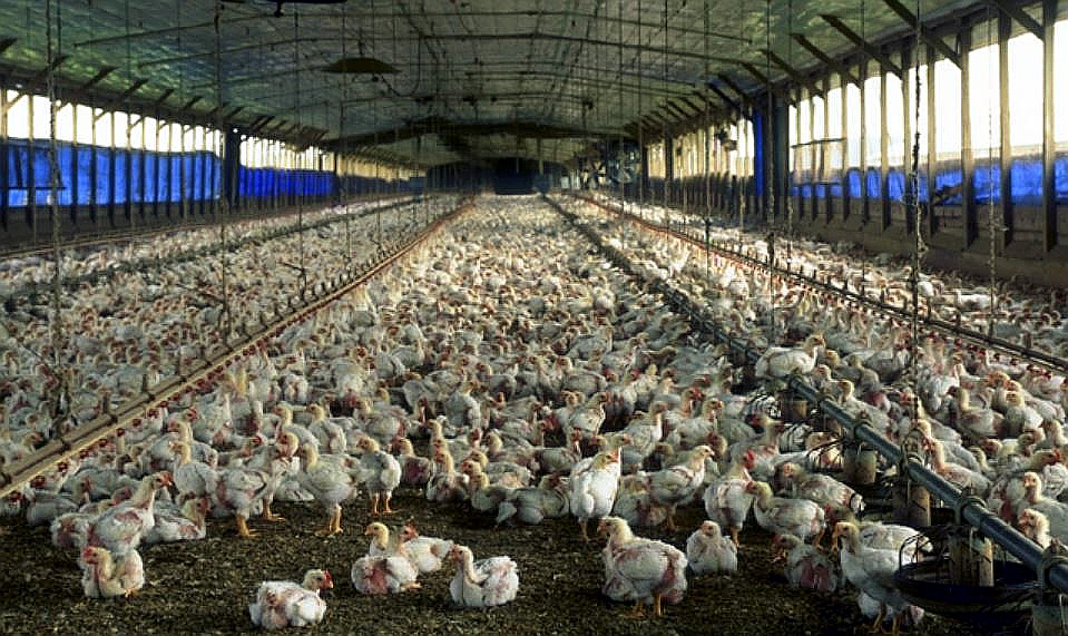 Financial Future for Factory Farms Looks Grim, Post-COVID