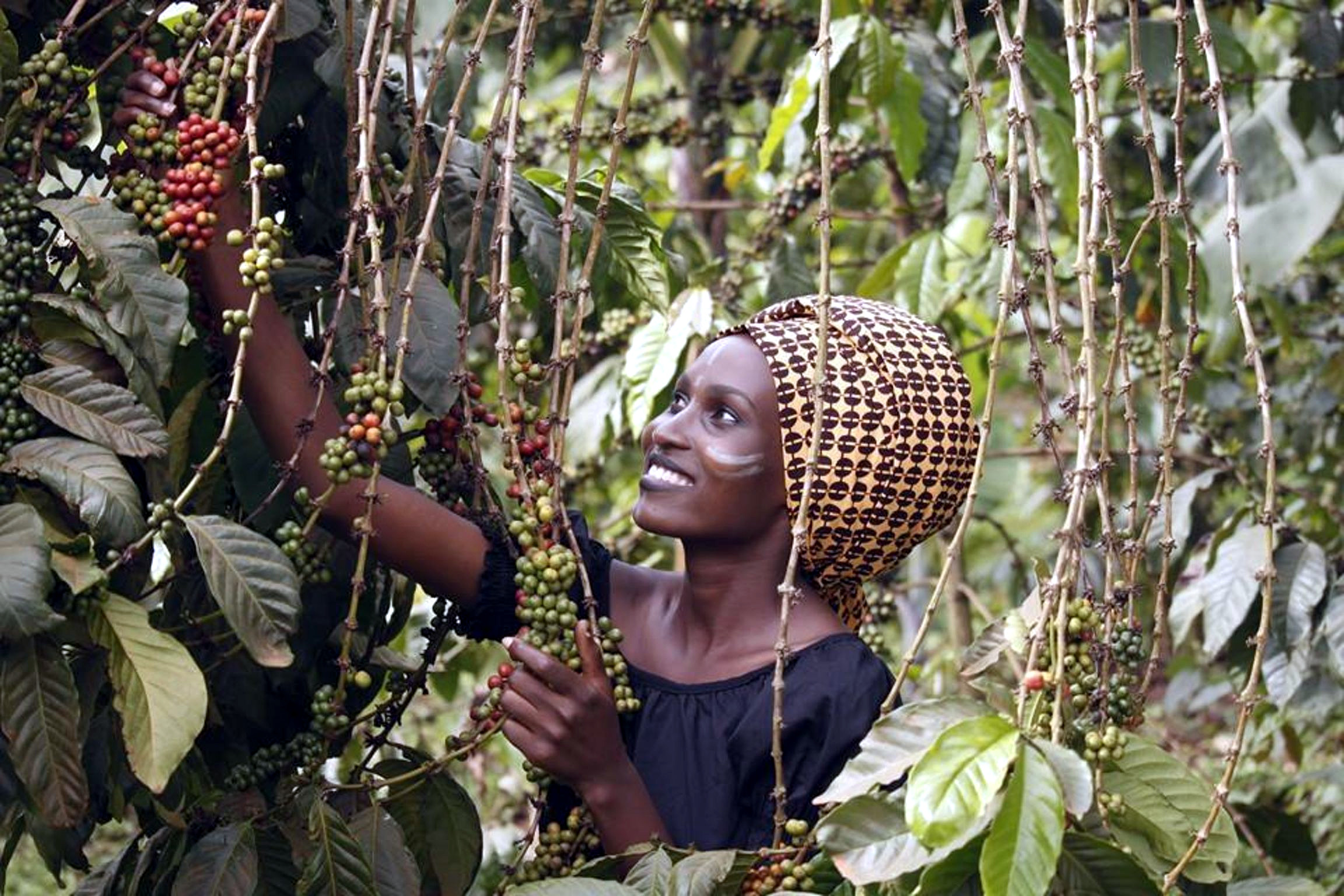 Fairtrade America Calls for Democratization of Data Across Supply Chains