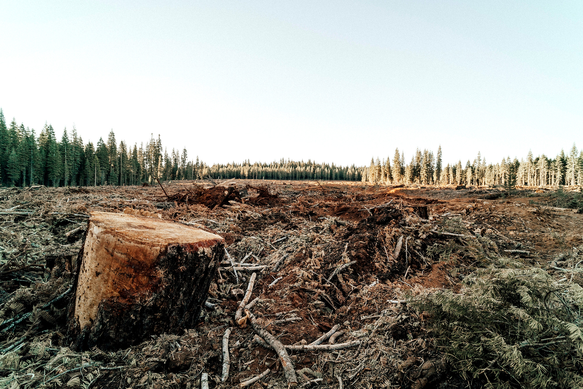 Stella McCartney, Telus Join Initiative to Tackle Paper Packaging Problem