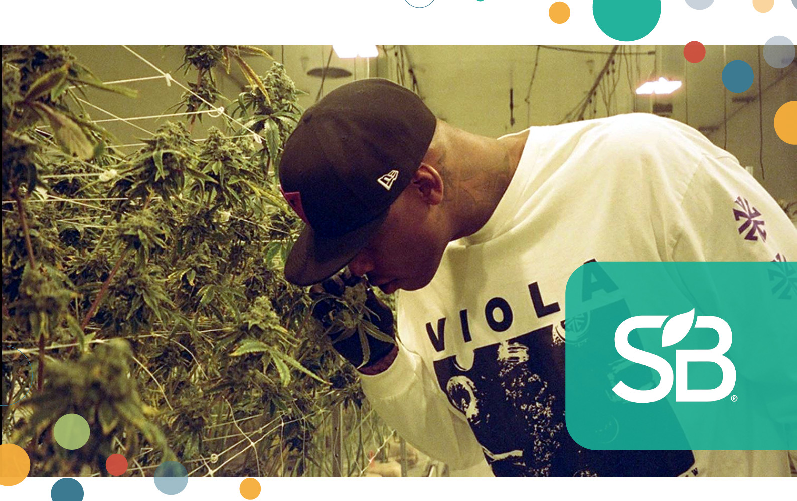 Viola Brands A Case Study in Cultivating Racial Equity Sustainable Brands