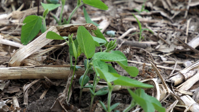 Illinois Soybean Farmers Sowing Seeds of a Sustainable Future