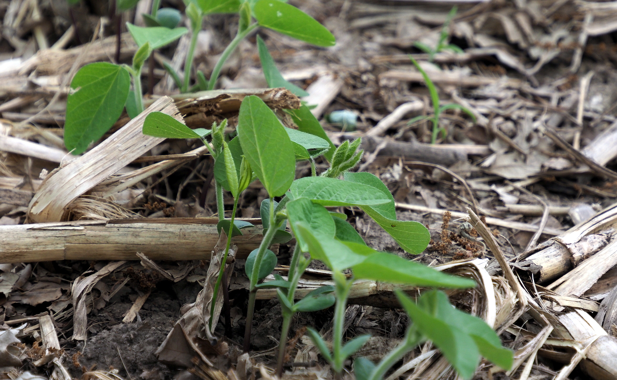 Illinois Soybean Farmers Sowing Seeds of a Sustainable Future