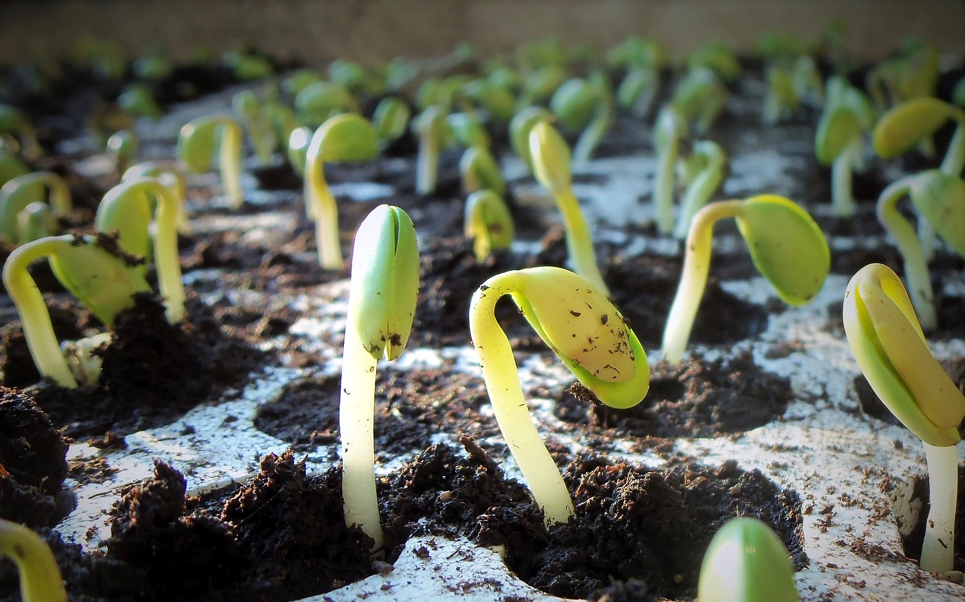 US Soybean Industry Protocol Addresses Sustainable Farming Practices