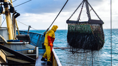 MSC: Progress Has Been Made in Sustainable Fishing, But Change Needs to Happen Faster