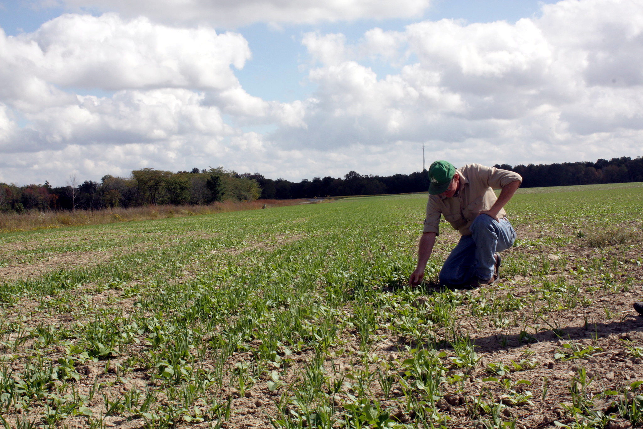 Cover Crops Helped Farmers Thrive During Difficult 2019 Weather