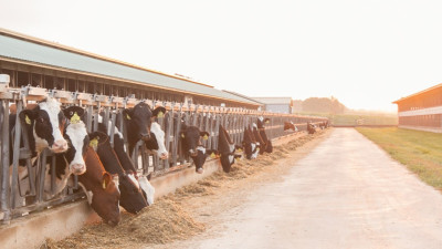 Nestlé Joins U.S. Dairy Industry to Help Make Sustainability More Accessible and Affordable to Farmers